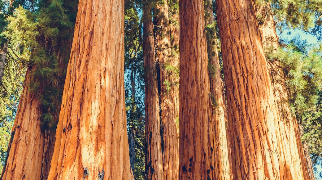 ป่ายักษ์