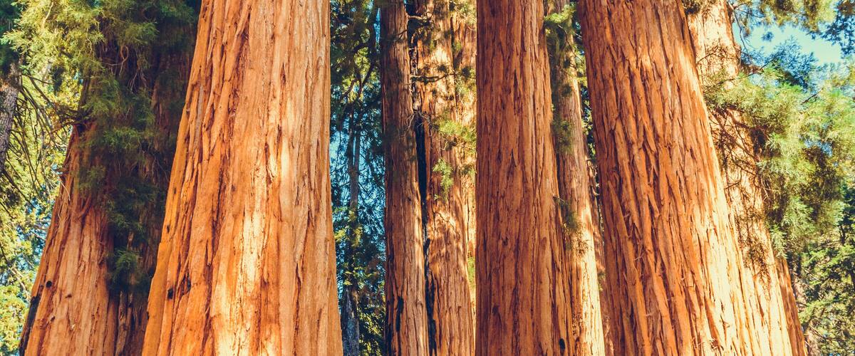 Giant redwood pines sequoia trees, Sequoia National Park, California, USA