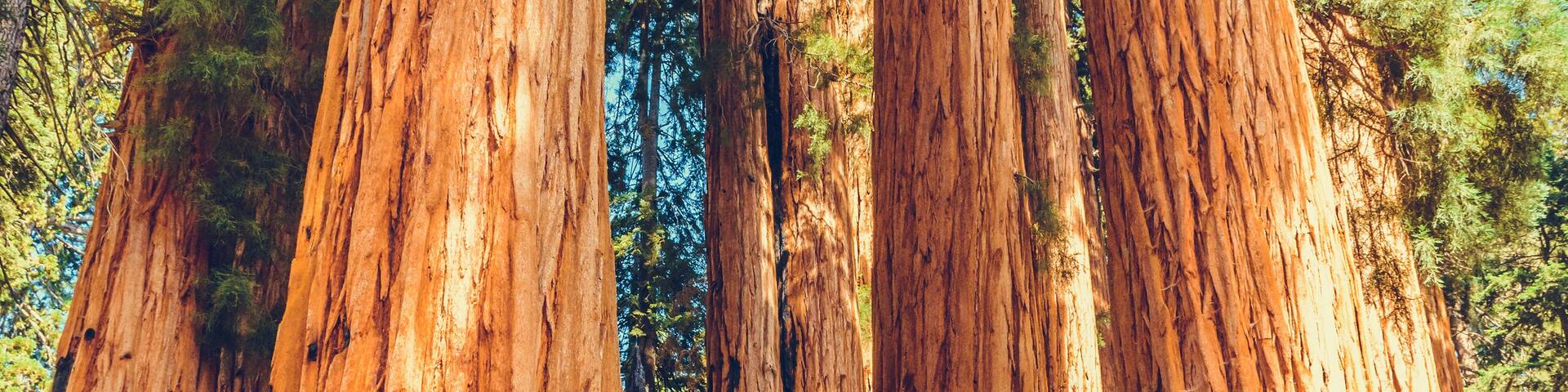 Giant redwood pines sequoia trees, Sequoia National Park, California, USA