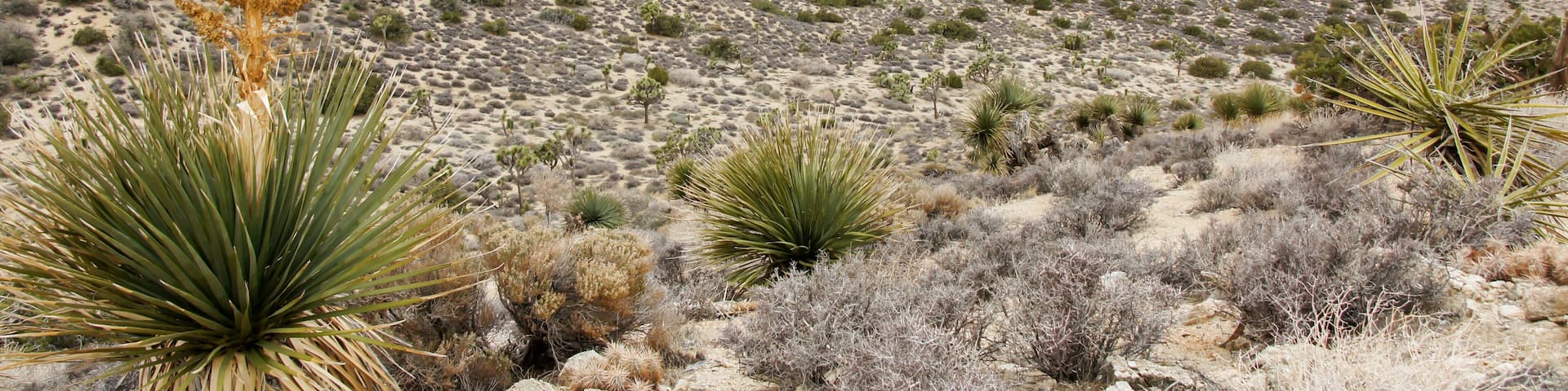 Views from High View Nature Trail looking towards Yukka Valley. Joshua Tree National Park, California, USA.