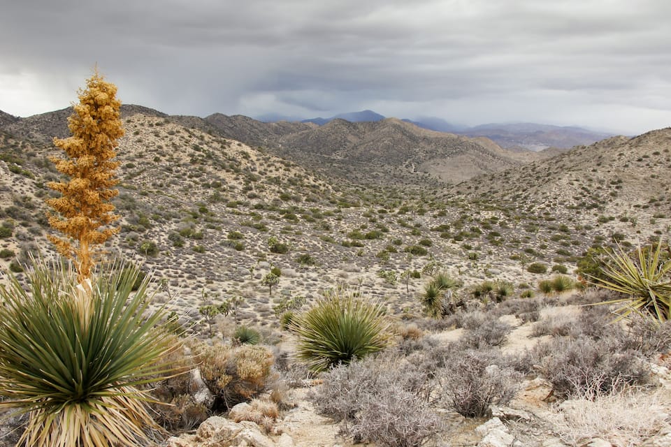 A desert landscape with yucca plants and sparse vegetation.