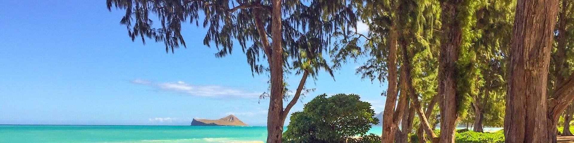 A beach with clear turquoise water, sandy shore, and tall trees providing shade.