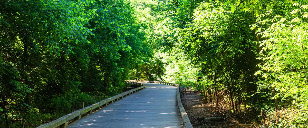 Cleared Right of Way in Woods next to a walking, running, biking and fistness trail through woodlands and wetlands in Georgia