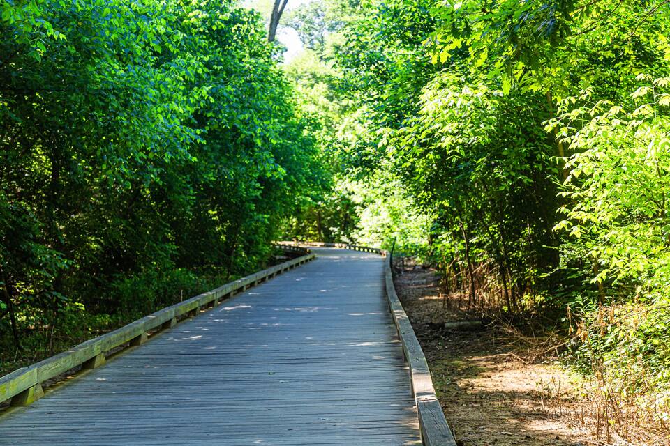 A wooden boardwalk surrounded by dense green foliage.