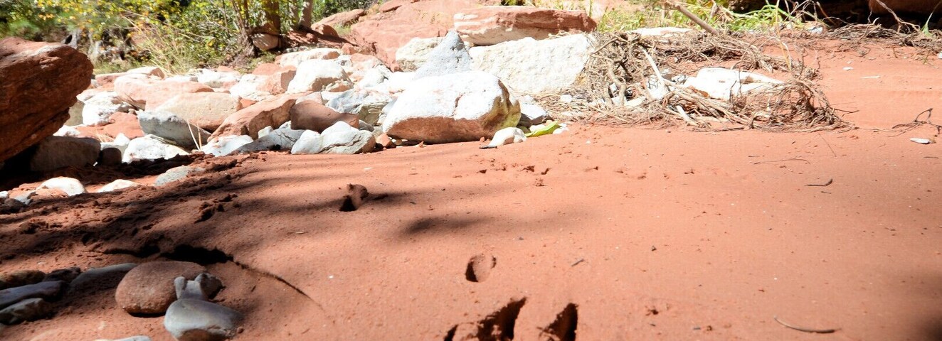 Knowing that when you're following his tracks, he's really the one stalking you.