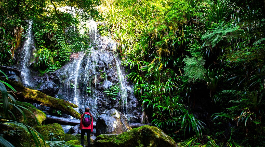 A hiker with a backpack standing in front of a waterfall in a lush forest.