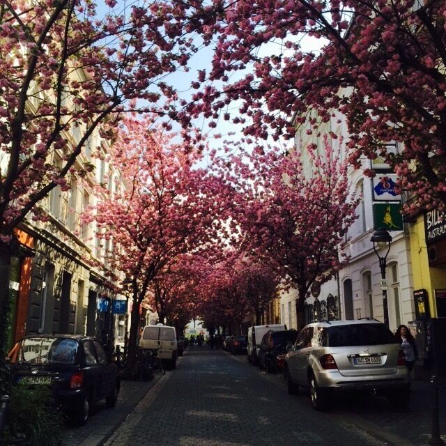 The prettiest cherry blossom path is in Bonn!