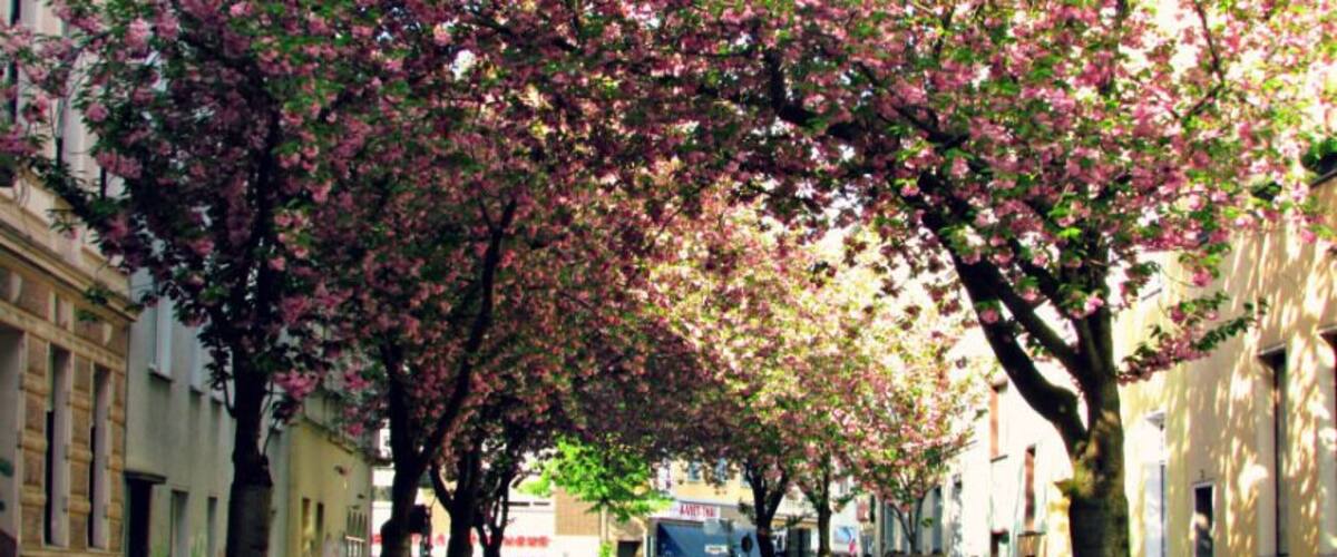 Cherry blossom street in the old town of Bonn, Germany