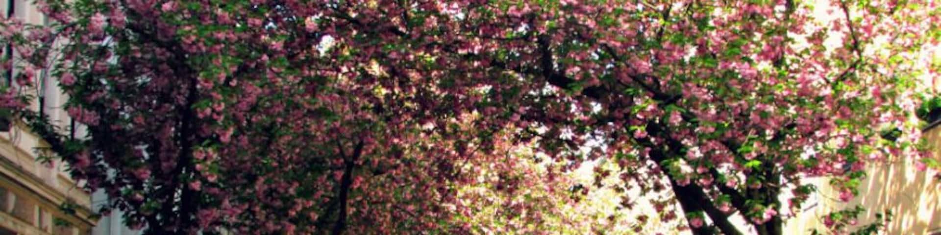 Cherry blossom street in the old town of Bonn, Germany