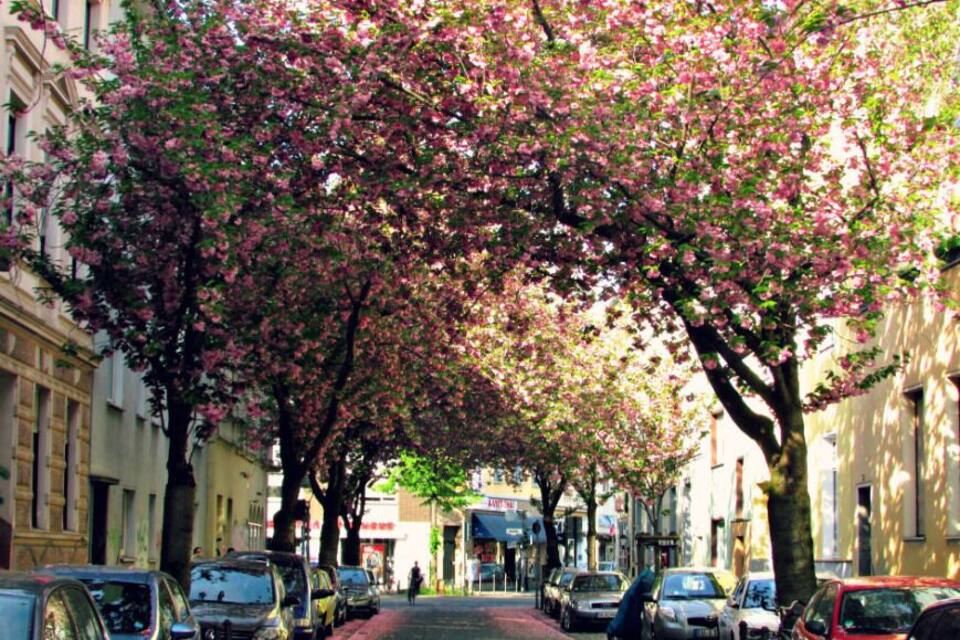 A tree-lined street with parked cars and buildings.