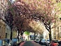 Cherry blossom street in the old town of Bonn, Germany