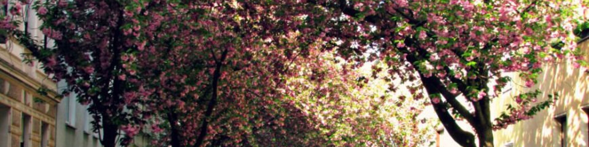 Cherry blossom street in the old town of Bonn, Germany