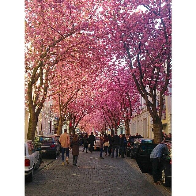 #cherryblossomstreet 🌸🌸🚶 #oldtown #bonn

https://bigcitiesbrightlights.wordpress.com/2015/04/20/bonn-the-cherryblossom-street/