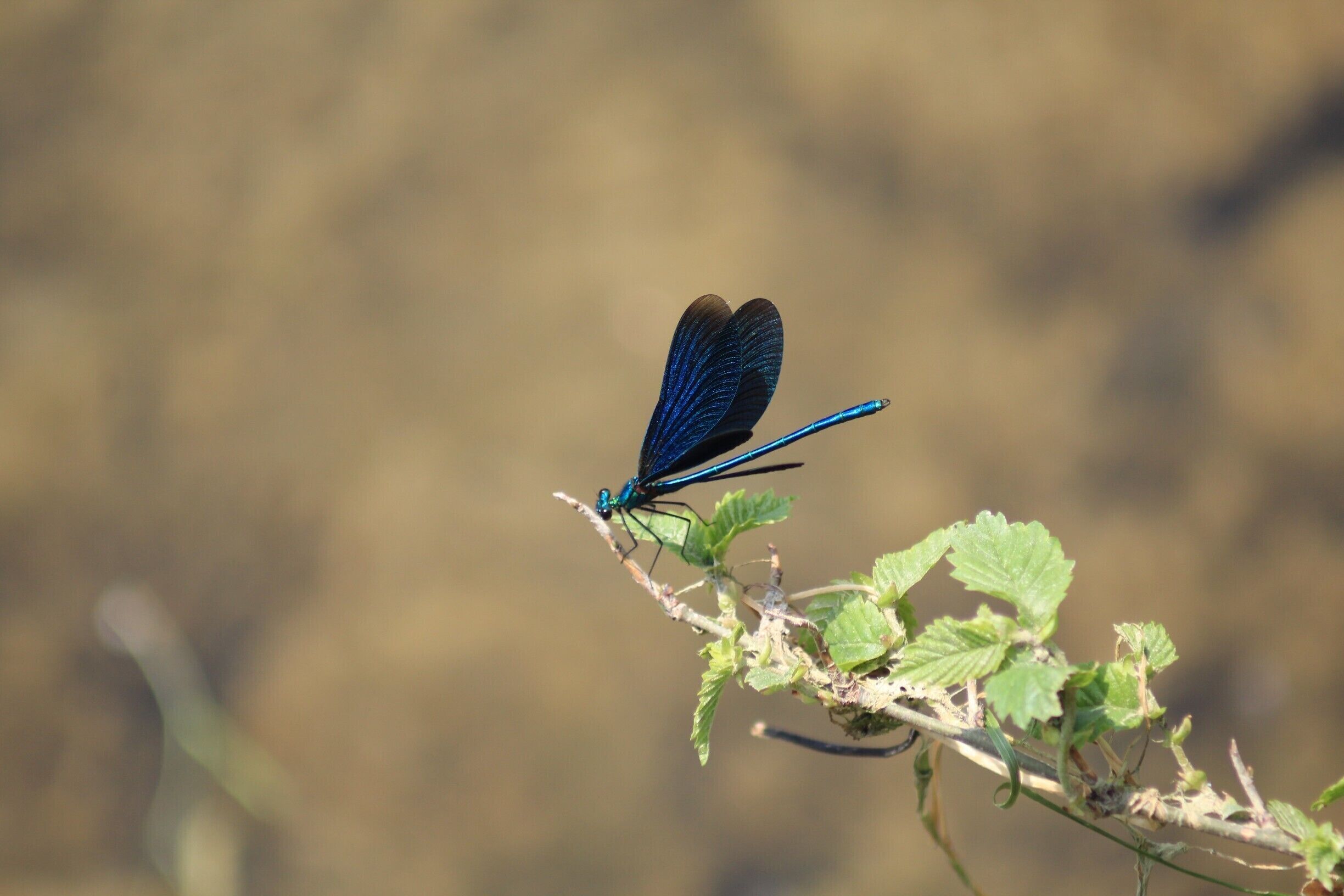 Dragonfly near the Vrbas River in Banja Luka. This river flows through the middle of the city and gather number of fishermans, young people and, during Summer, swimmers