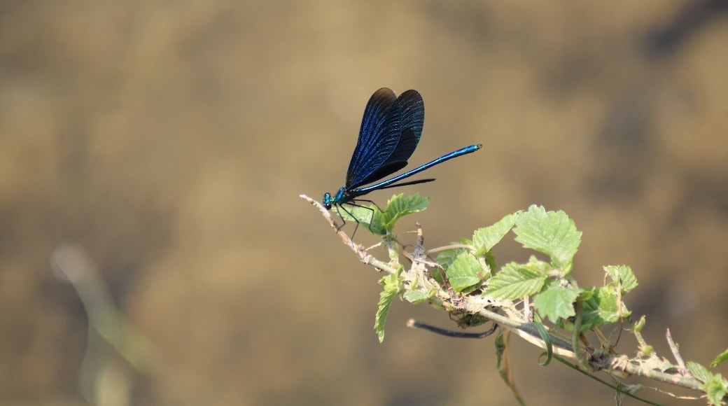 Dragonfly near the Vrbas River in Banja Luka. This river flows through the middle of the city and gather number of fishermans, young people and, during Summer, swimmers