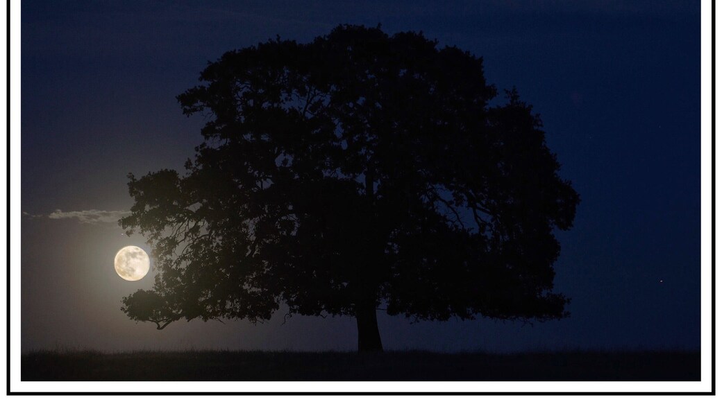 A nicely shaped oak tree which captures the rising blue moon within its branches. Millville Plains Rd. Millville, CA East of Redding, CA.
#BVSBlue