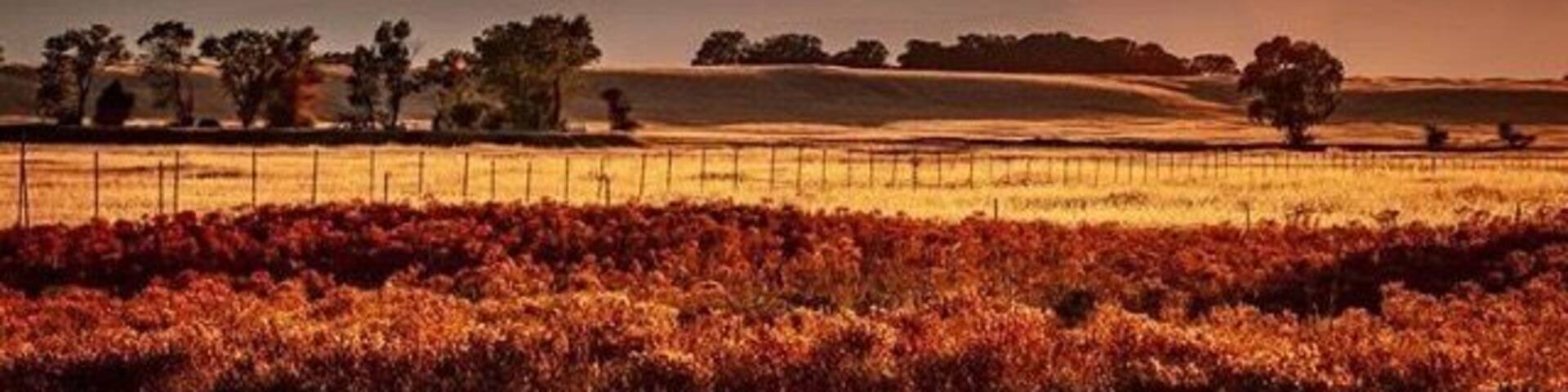 Evening Light. Millville California. Looking west over the Millville Plains.
#golden