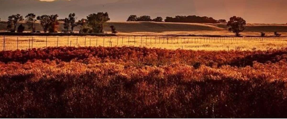 Evening Light. Millville California. Looking west over the Millville Plains.
#golden
