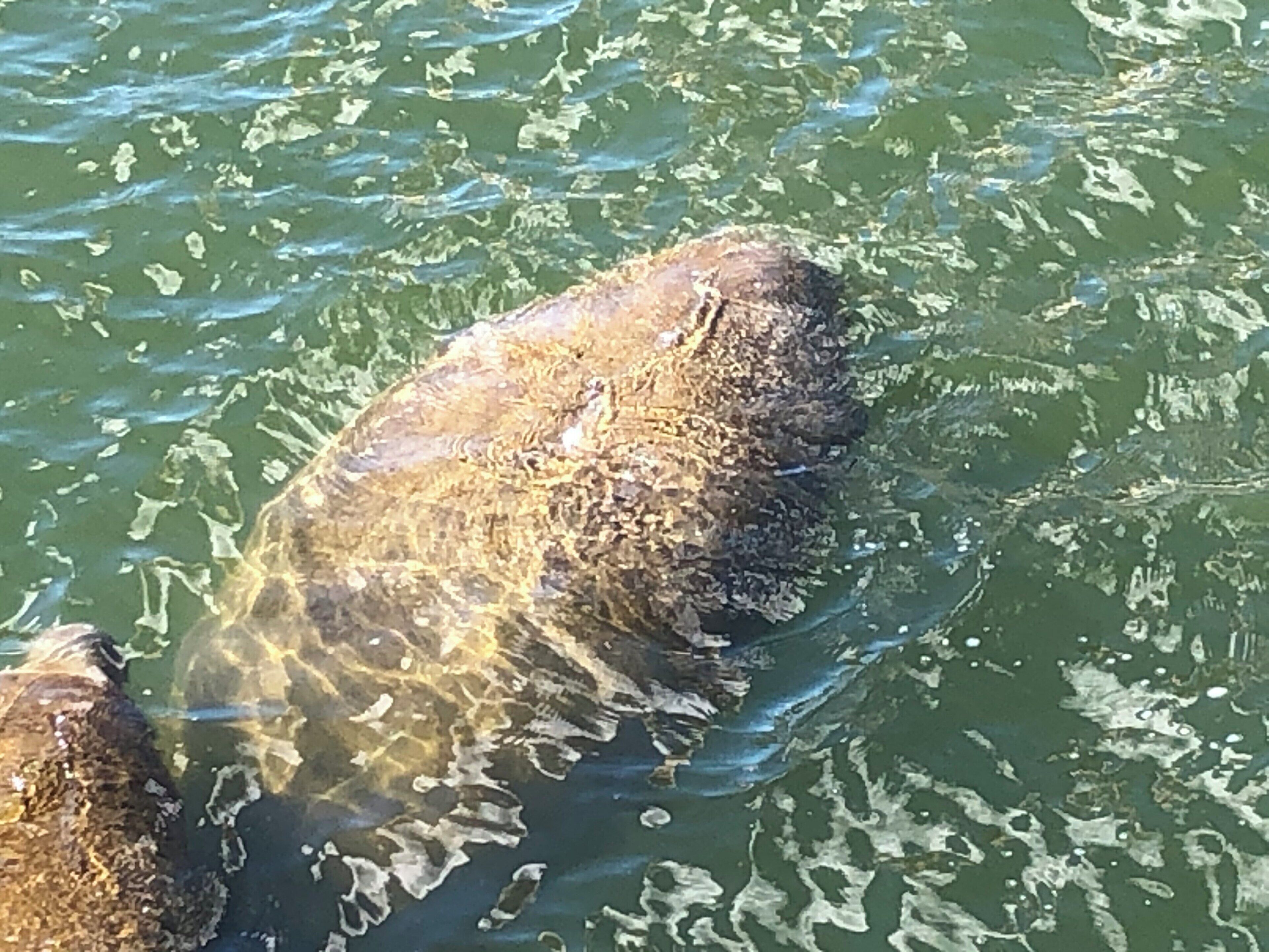 Hundreds of manatees in Apollo Beach. The photo shows a momma and her baby. They come to the warmer cooling water from the TECO power plant for colder winter weather months in southwest Florida.