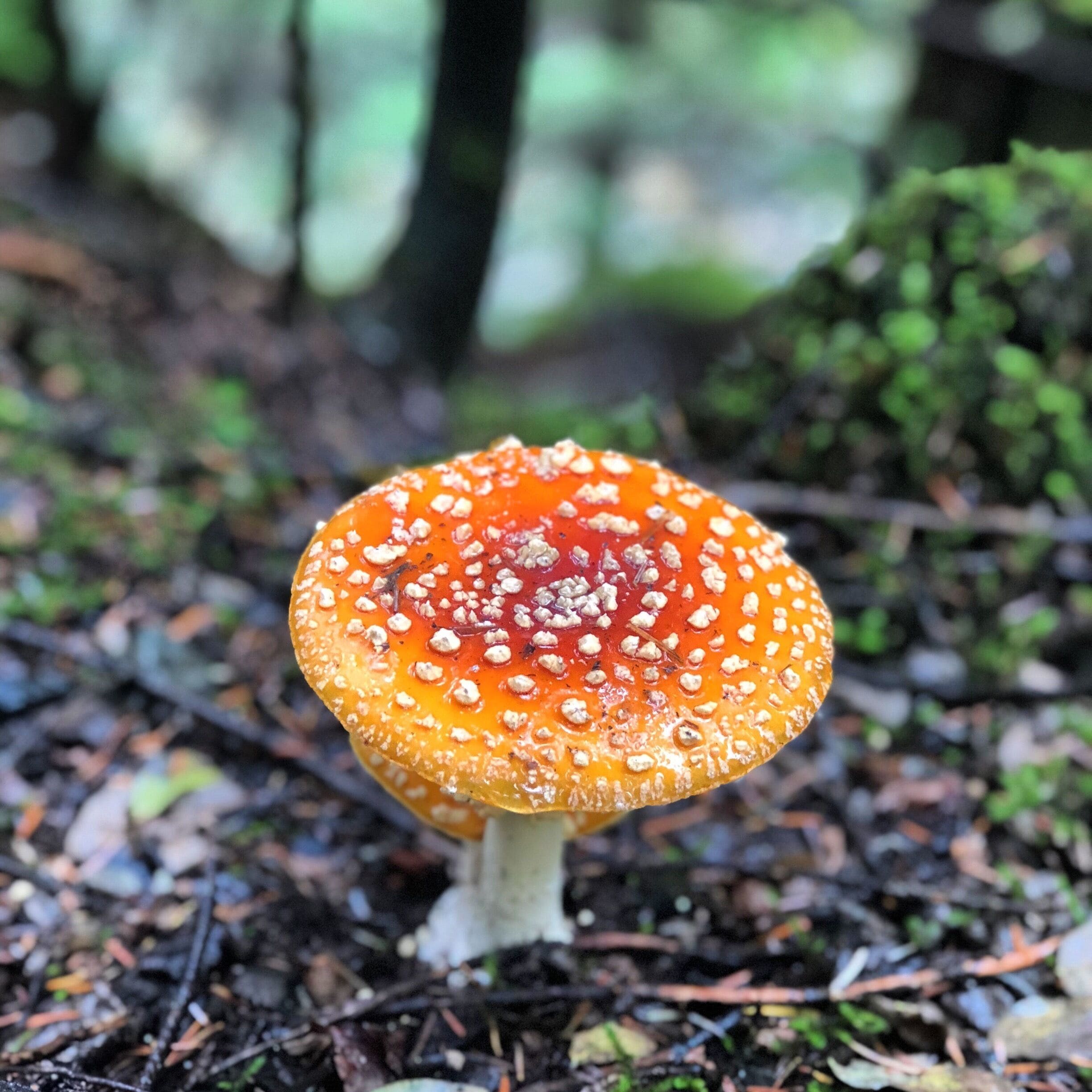 Mushrooms galore at Franklin Falls, WA