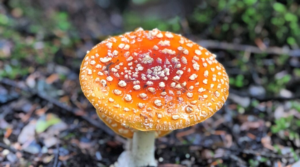 Mushrooms galore at Franklin Falls, WA