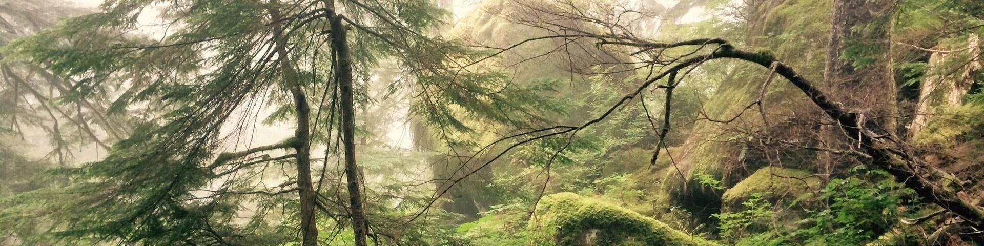A dense forest with moss-covered rocks and tall trees.
