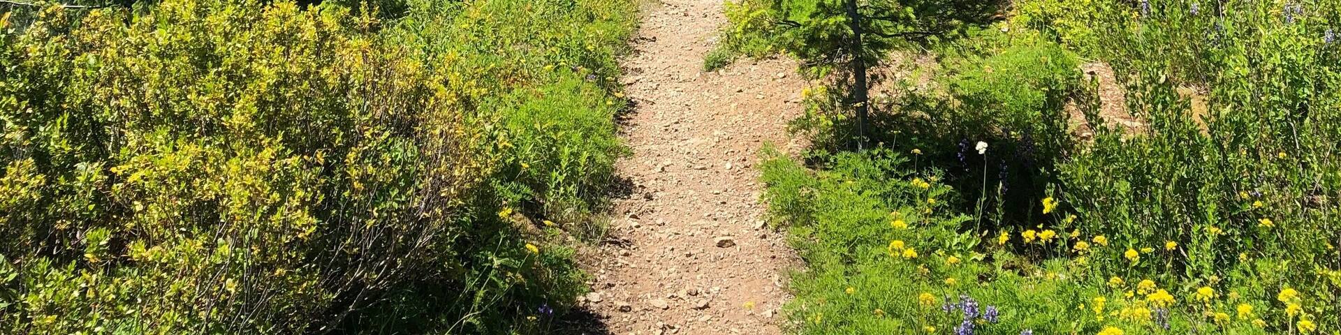 A mountain trail with a clear sky, surrounded by dense forests and wildflowers.