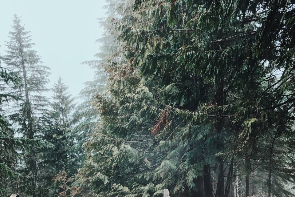 A person in a hot tub surrounded by dense forest.