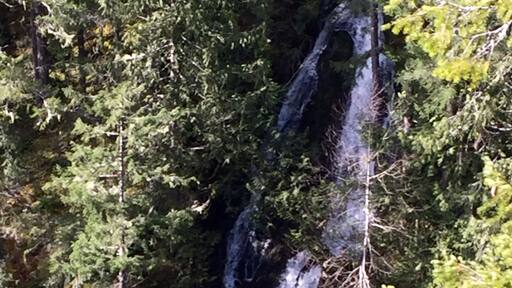 It’s about 1.5 miles for both the loop hike and a short spur trail to an overlook of a waterfall tumbling into the Big Quilcene River.