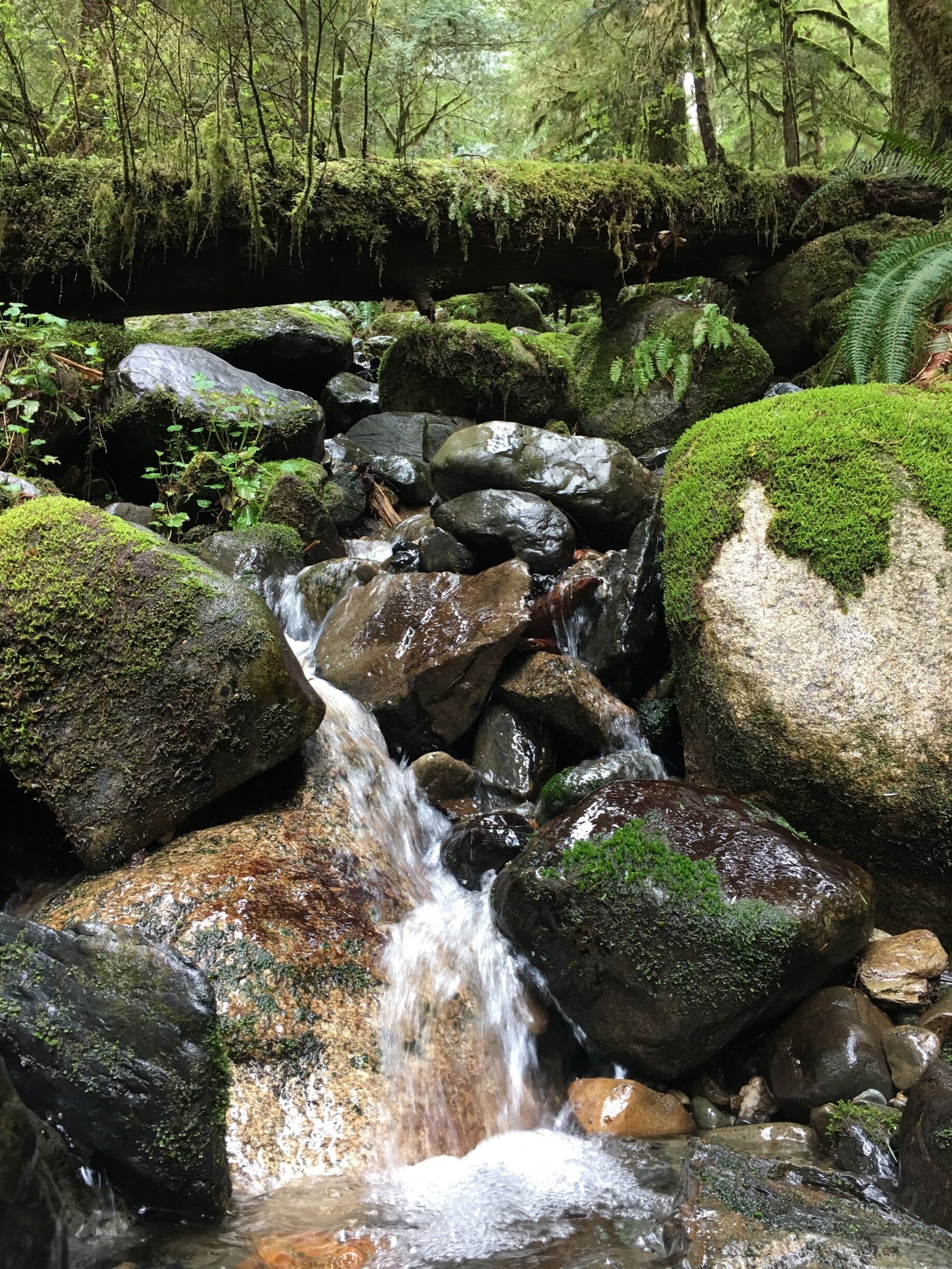 The rain forest during spring in the North Cascade Mountains has great scenery and waterfalls on the hike.