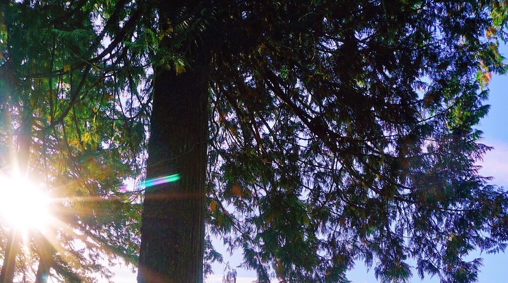 Summer Mornings #adventure #colorful #nature #hiking #backpacking #pnw #sunrise