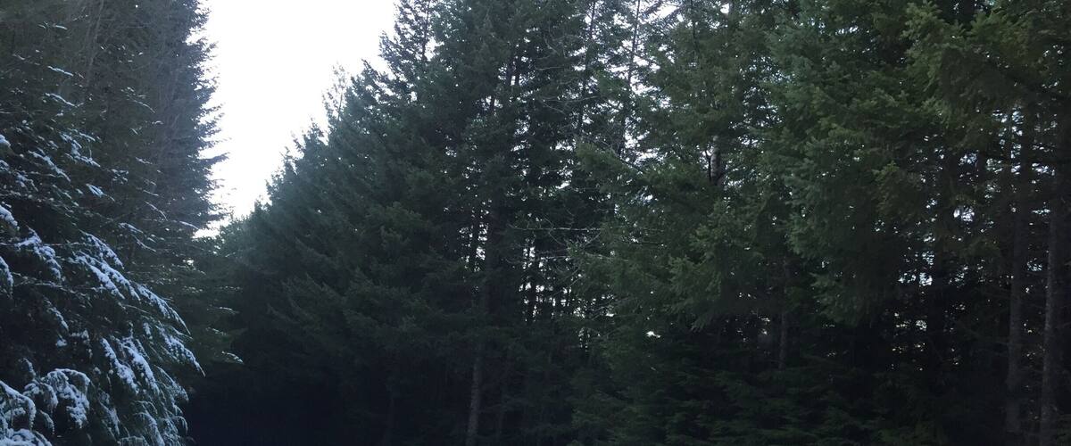 Tricky drive on frosted forest roads....is it a tongue twister