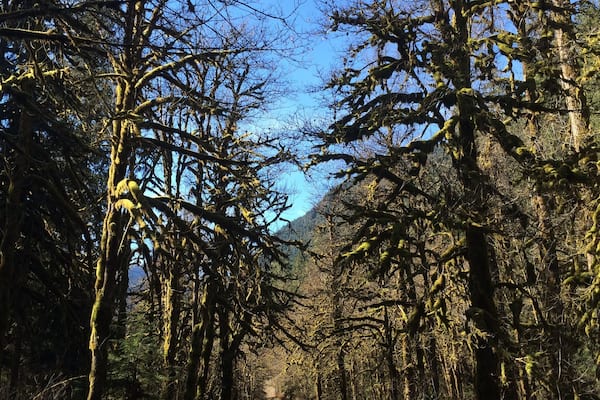 Dosewallips Road on the trail to Tunnel Creek