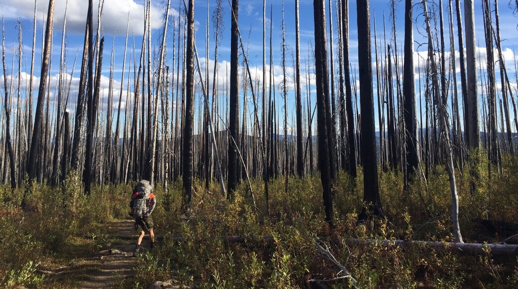 Cool hike through a burned-down forest.