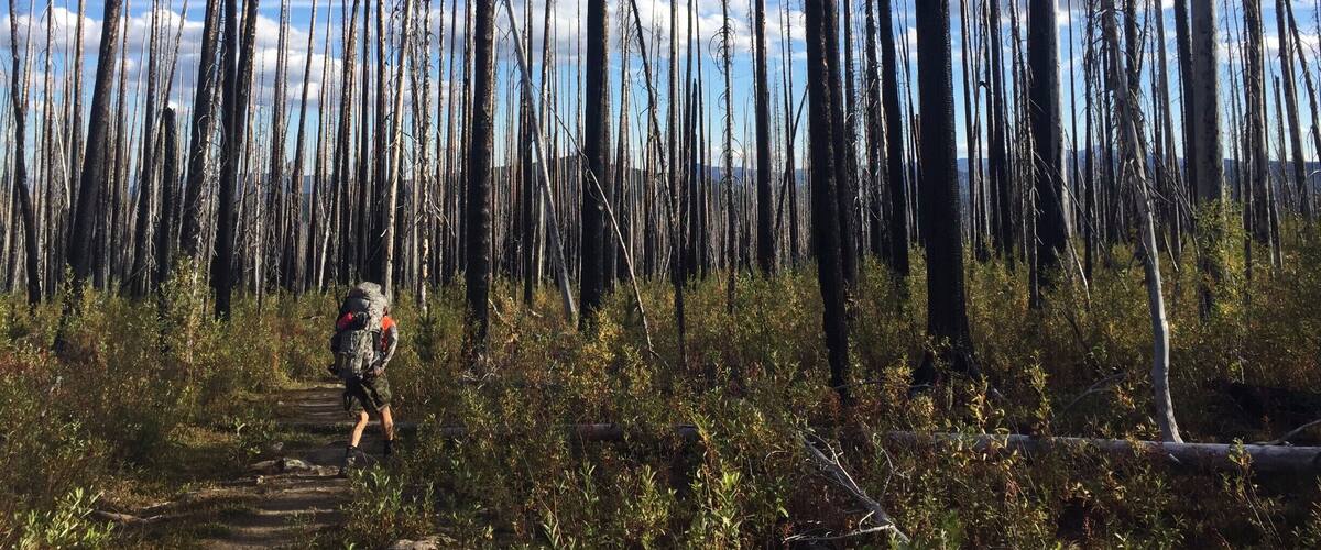 Cool hike through a burned-down forest.