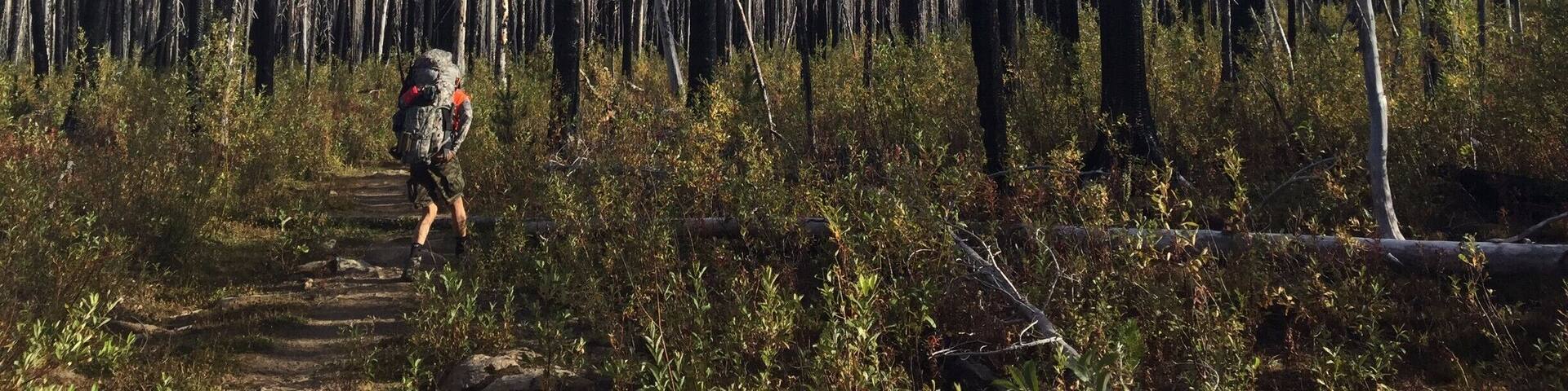 Cool hike through a burned-down forest.