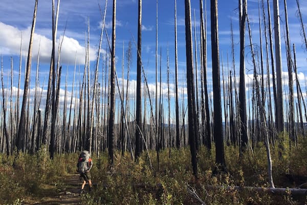 Cool hike through a burned-down forest.