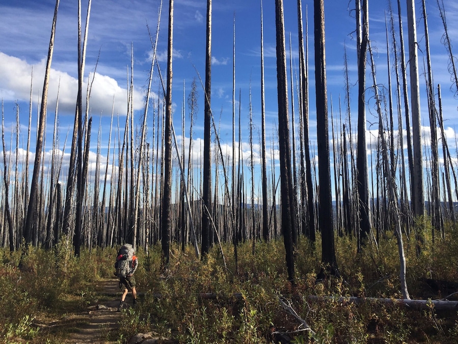 Cool hike through a burned-down forest.