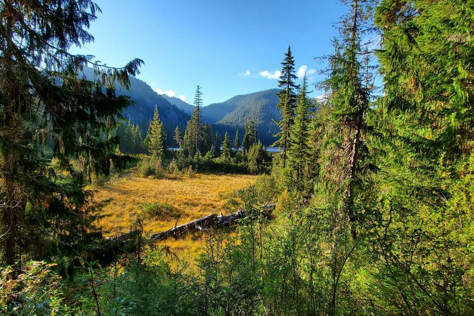 A dense forest with tall evergreen trees and a clear blue sky.