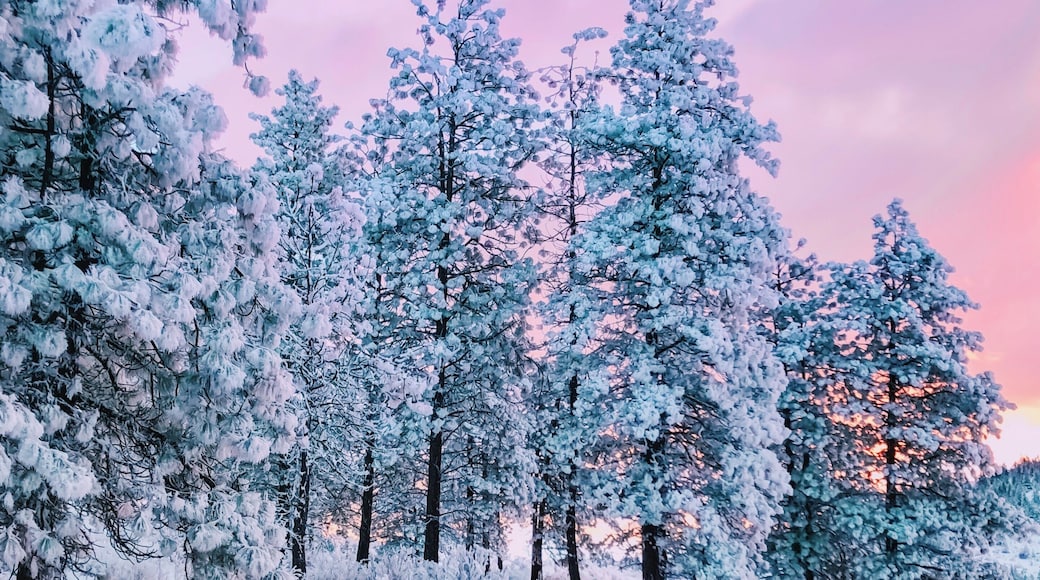 Get a high clearance vehicle and drive up here without any hiking to enjoy a beautiful sunrise in the winter wonderland.