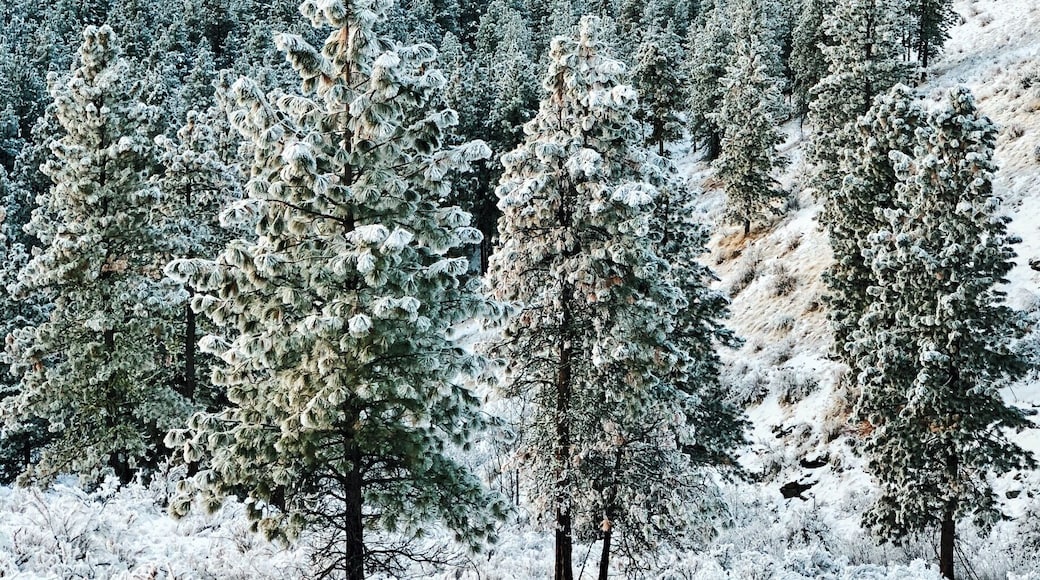 There are many different trails located about 20 minutes away from Chelan. In the winter only a few specific trails are open but if you have a winter friendly vehicle, you can just drive up to the ridge for the stunning views.