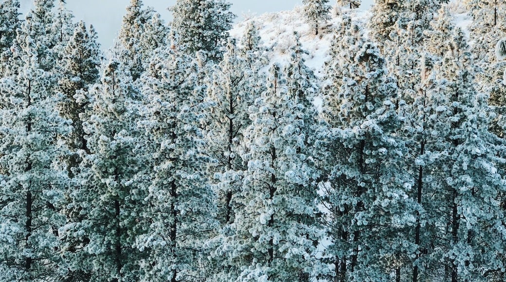 Drove up to the Echo Ridge for sunrise and the views were absolutely stunning! It’s always fun to be above the clouds.