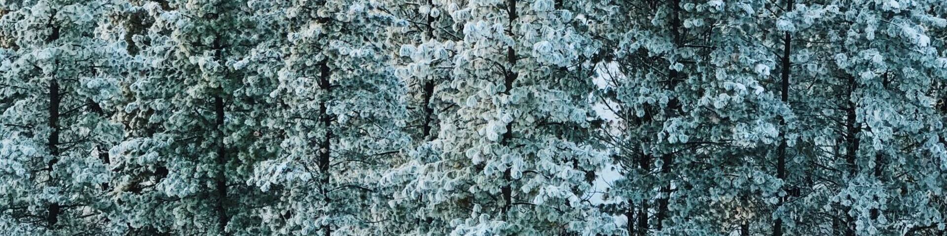 A dense forest of snow-covered evergreen trees with a clear sky above.
