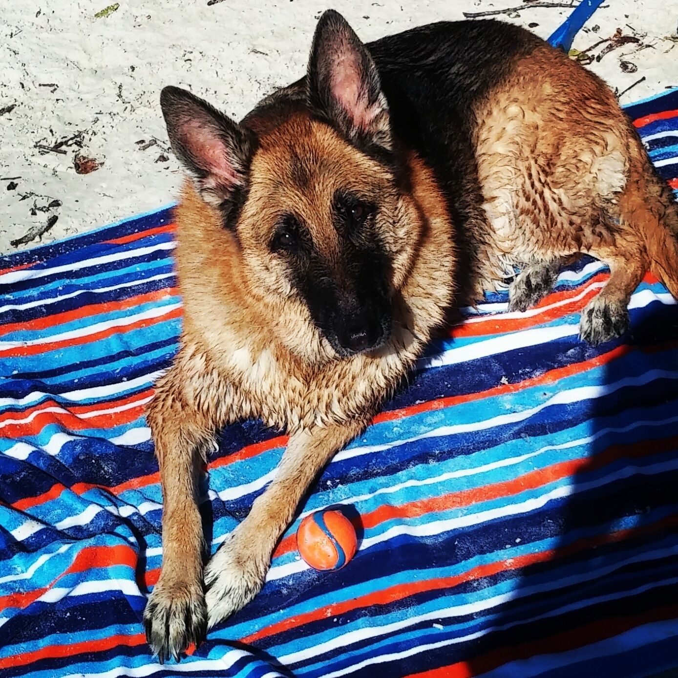 The Happiest #Dogs are #Salty Ones!!!🌊🌊🌊
🐕🐬🐟🐠⚓⛵