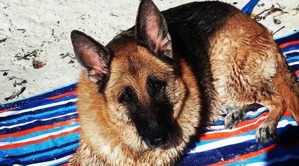 The Happiest #Dogs are #Salty Ones!!!🌊🌊🌊
🐕🐬🐟🐠⚓⛵