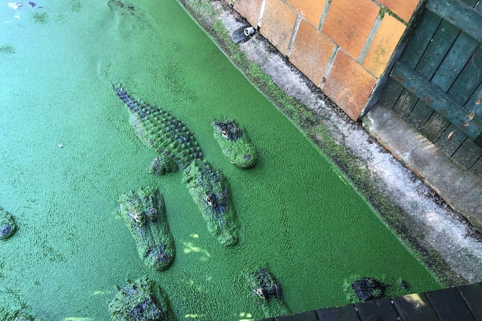 A pond with green algae and several alligators.