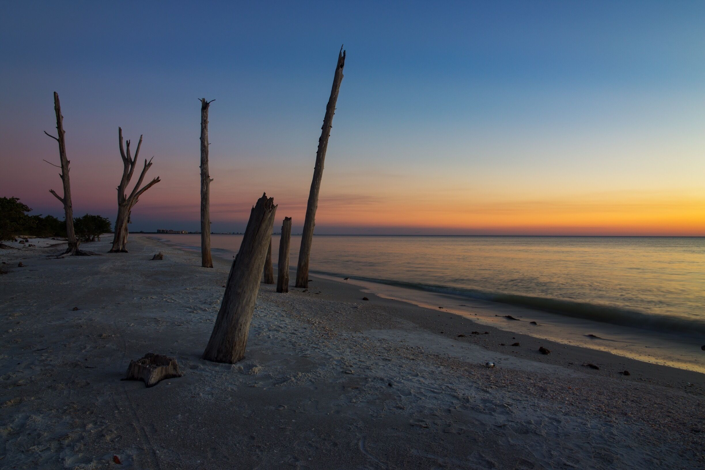 Australian Pines at sunset. 
#beachtips