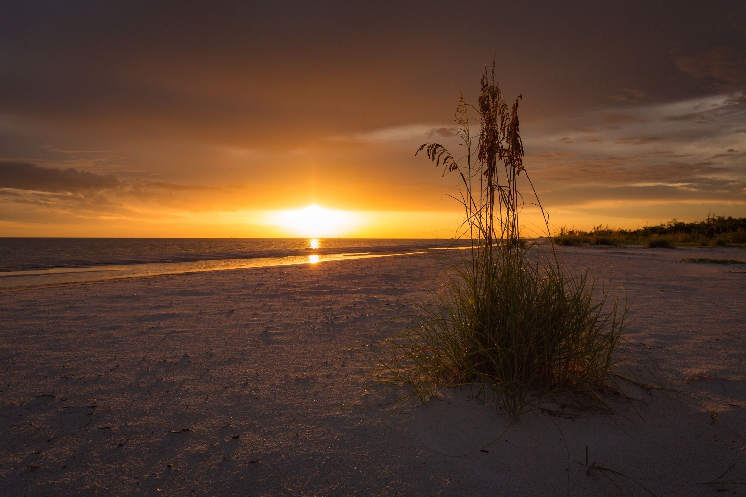 Sea oats at sunset. 
#beachtips  #nature