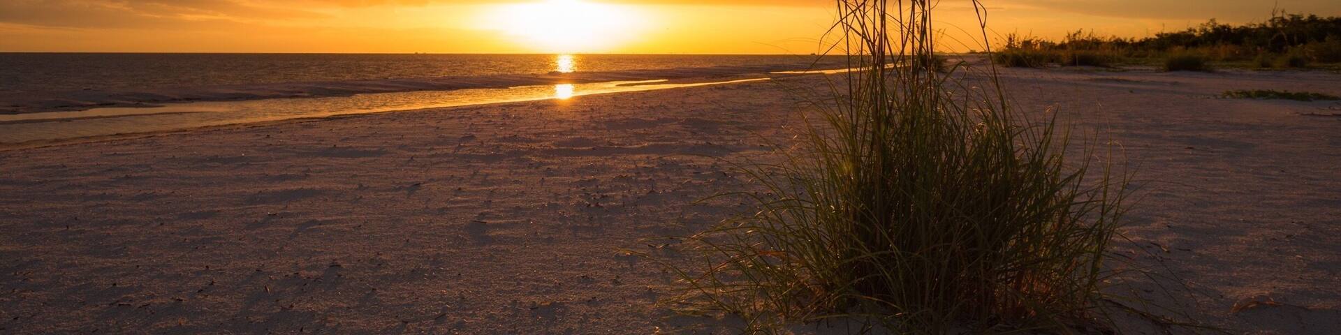 Sea oats at sunset.
#beachtips #nature