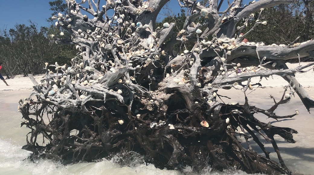 A little bit of Florida #culture a piece of art contributed by the tourists and locals of Fort Myers beach